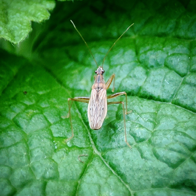 Саратовцу на Кумысной поляне позировали жук-усач и клоп-охотник